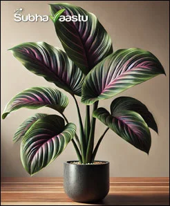 Vastu wise calathea plant placement