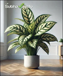 Dumb Cane Plant benefits