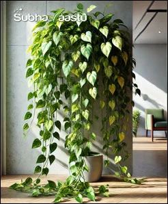 Money Plant