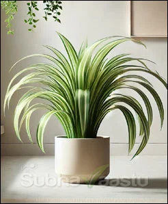 Spider Plant