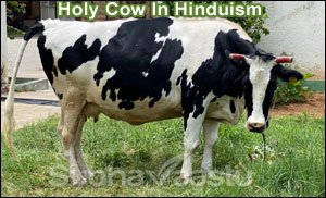 Sacred cow importance in Hinduism