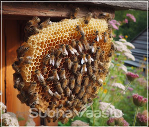 vastu tips for honeycomb