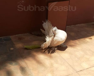Pigeon nest in house Vastu