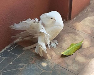 Pigeon in home Vastu