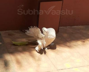 Pigeons according to vastu