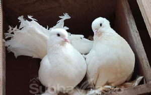 doves can stay at home