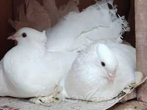 Pigeon Nest In The Home Is Good Or Bad